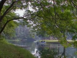 WS Botanical gardens lake / Calcutta, West, Bengal India Stock Footage