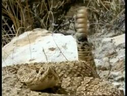 CU Rattlesnake with tail rattling, USA Stock Footage