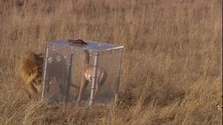 A lion circles a predator shield and decoy. Stock Footage