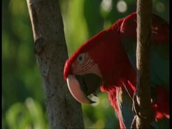 CU Red and green Macaw, Ara chloropterus, pair of Macaws sitting in tree together, Amazon, South America Stock Footage