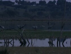 European Cranes (Grus grus) strutting around on wetland, Dehesa, Extremadura, Spain Stock Footage