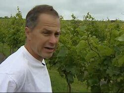English vineyards hit by wet summer News Clip