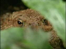 Toad (order Anura) partially hidden behind leaves, UK Stock Footage