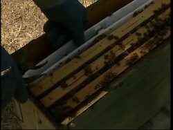 Honey production drops as bees are become intoxicated on pesticides Instructional Video