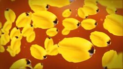 Tulip petals float past a red background. Stock Footage