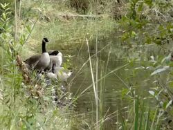 Close Up of Four Canadian Geese By a Pond Stock Footage