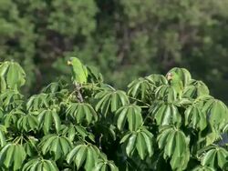 MS View of White-fronted Parrots on tree / Guanacaste, Costa Rica Stock Footage