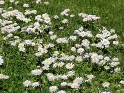 Daisy field Stock Footage