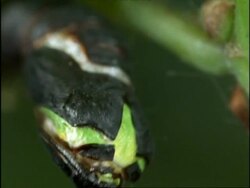BCU Green Tortrix Moth (Tortrix viridana) emerging from pupae, UK (Merged shots) Stock Footage