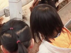 Asia girl feeding sheep in a field. Stock Footage