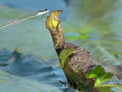 CU Shot of Blue and green damselfly perched on aquatic vegetation growing on water surface / Okavango Delta, North West District, Botswana Stock Footage