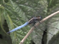 Dragonfly close up. Stock Footage
