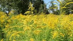 Fowers (Goldenrod) in the wind Stock Footage