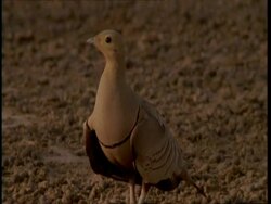 MCU Sand Grouse on ground, Gujarat, India Stock Footage