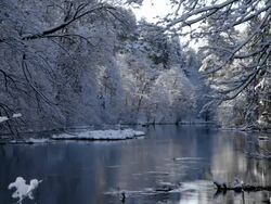 Winter in forest Stock Footage