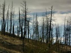  A conifer forest with bare trees without thorns Stock Footage