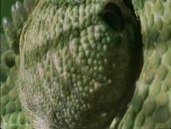 CU Flapnecked Chameleon, Chamaeleo dilepis, eye looking, Botswana, Africa Stock Footage