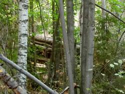 Forest Stock Footage