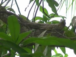 Ctenosaur on tree Stock Footage