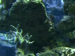 Coral colony on the reef - time lapse Stock Footage