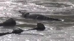 CLEAN : Race to save Indonesian croc stricken by tyre necklace News Clip