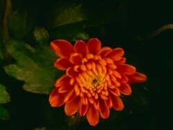 MS time lapse Chrysanthemum flowering, bud slowly opens to orange flower Stock Footage