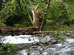 Mountain Stream Stock Footage