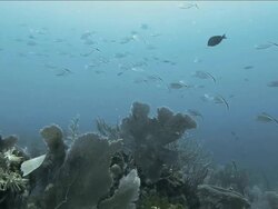 School of Bar Jack swimming above coral vegetation Stock Footage