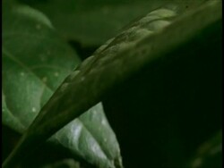 CU pan right to camouflaged leaf insect on leaf, side view, Western Ghats, India Stock Footage