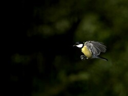 Great Tit, parus major, Male flying to Tree Trunk, Slow motion Stock Footage