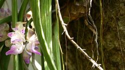 purple orchids Stock Footage
