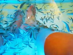 Fish spa pedicure Stock Footage