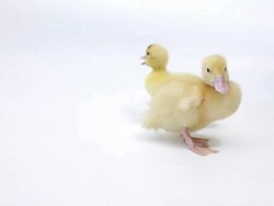 Two ducklings Stock Footage