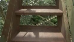 Wooden steps lead to a platform high above a rainforest in Manaus. Stock Footage