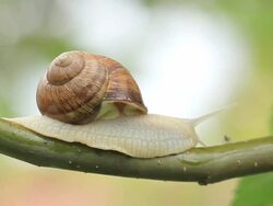 snail on a branch Stock Footage