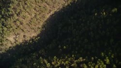 Dense trees grow in a mountain gorge. Stock Footage