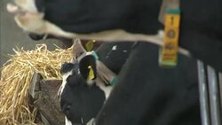 Fresian cows on a farm News Clip