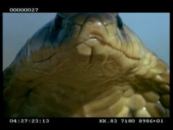 BCU Snouted cobra (aka Egyptian cobra) neck & face, extends & relaxes hood Stock Footage