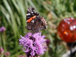 Butterfly on a Flower Stock Footage