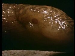 CU Slug, breathing hole Stock Footage