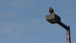 WS of falcon used to chase away birds at airport Stock Footage