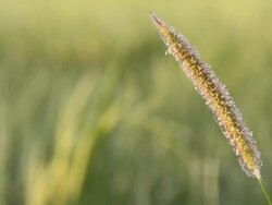 Rice flower with the paddy background. Stock Footage