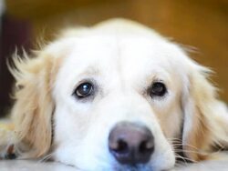 Sleepy Golden Retriever Dog Stock Footage