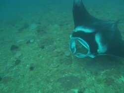Manta with white stripes over reef, Mozambique  Stock Footage