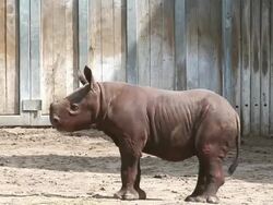 Chicago's Lincoln Park Zoo Host Preview Of Baby Rhinoceros Stock Footage