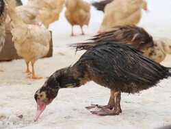 birds on the farm hd Stock Footage