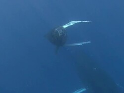 Humpback Whale Stock Footage