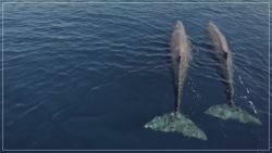 When Whales Walked Instructional Video