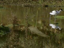 WS Shot of Pied avocet wading through shallow water then pauses to rest on one leg with bill tucked away / Namaqualand, Northern Cape, South Africa Stock Footage