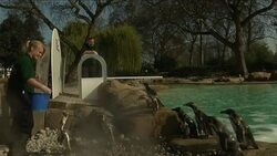 Penguins at zoo get Olympic-themed diving board News Clip